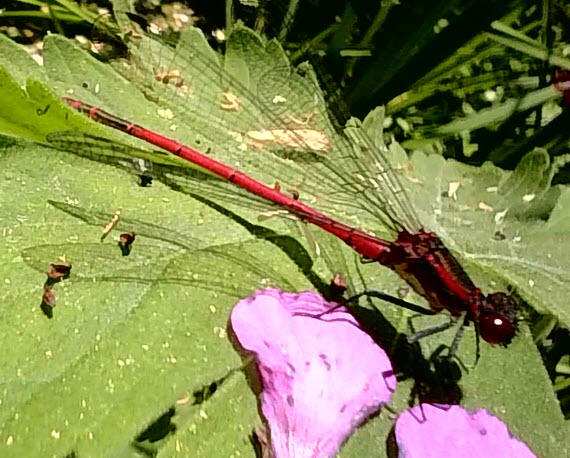 Rote Libelle Nahaufnahme