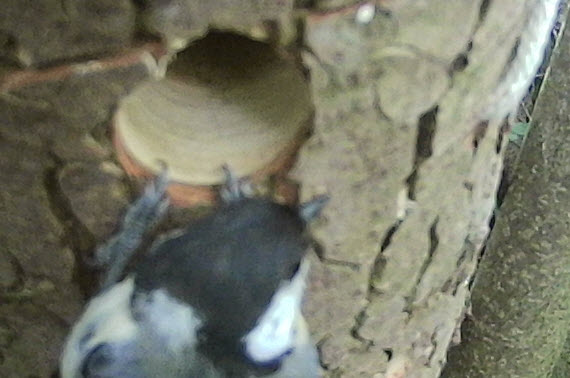 Eine Kohlmeise hält sich am Einflugloch fest. Die Krallen greifen in weiches Holz.